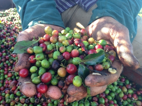 Devostock Coffee Hand Harvest Ro