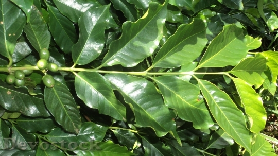 Devostock Coffee Leaf Plant Green