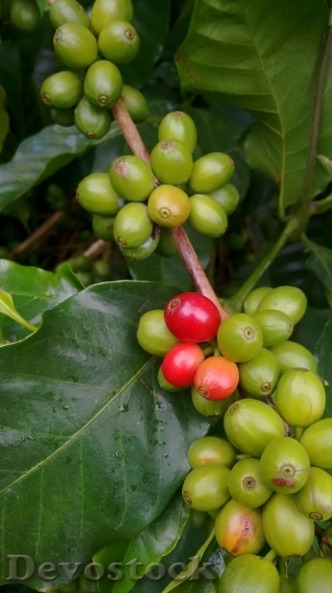 Devostock Coffee Nature Green Beans