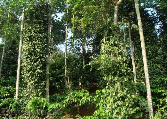 Devostock Coffee Plantation Coffea Robusta 3