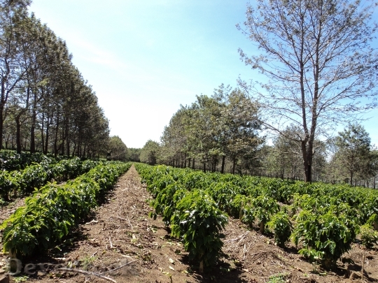 Devostock Coffee Plantation Coffee Plantation