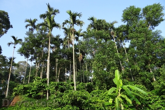 Devostock Coffee Plantation Hills Areca