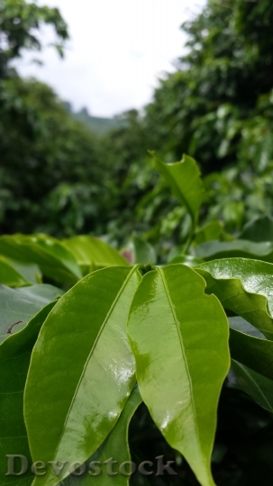 Devostock Coffee Tree Coffee Plantation