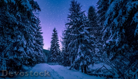 Devostock Cold Snow Landscape 7794