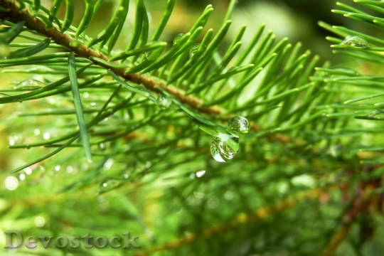 Devostock Conifer Branch Drop Water