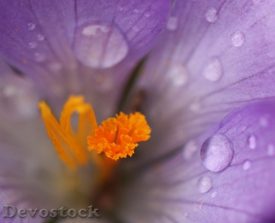 Devostock Crocus Blossom Bloom Flower 1