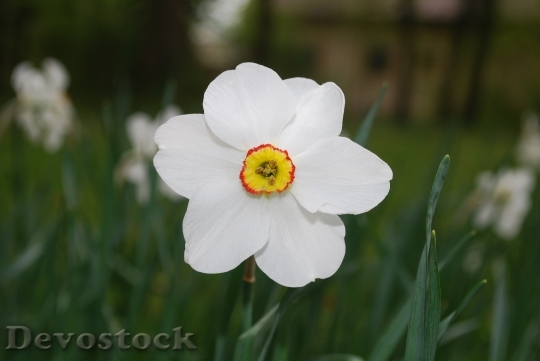 Devostock Daffodil Flower Blossom Wild