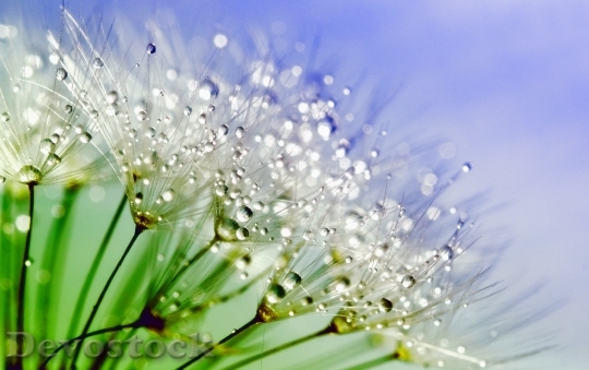 Devostock Dandelion Dew Nature Flower