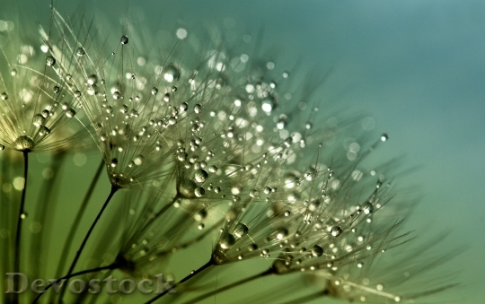 Devostock Dandelion Seeds Flower Nature 0
