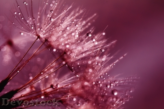 Devostock Dandelion Seeds Pink Purple