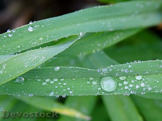 Devostock Dew After Rainy Morning
