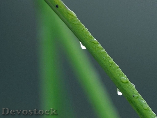 Devostock Dew Drop On Green