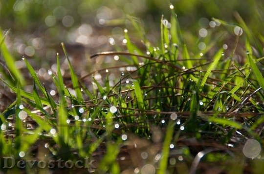 Devostock Dew Grass Morning Color