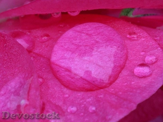 Devostock Dew On Rose