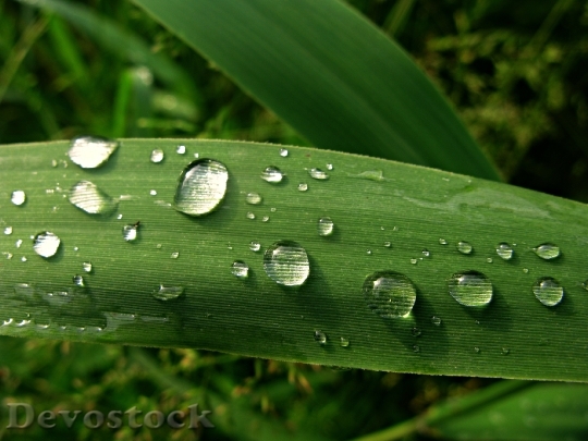 Devostock Dew Water Drop Rain