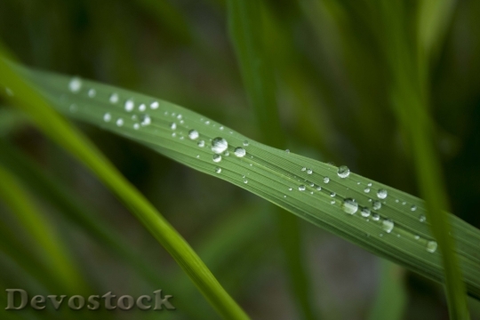 Devostock Dew Water Drops Raindrops