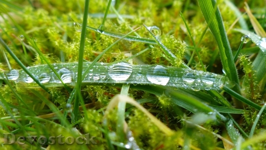 Devostock Dewdrop Morgentau Close Grass