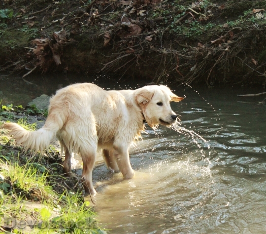 Devostock Dog Golden Retriever Pet 3