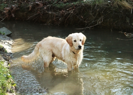 Devostock Dog Golden Retriever Pet 4