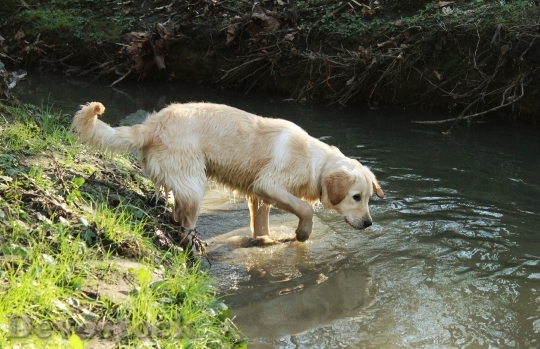 Devostock Dog Golden Retriever Pet 5