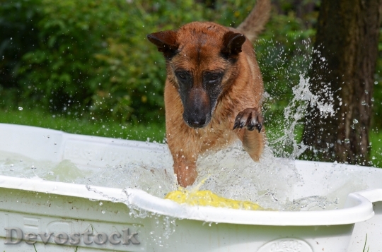 Devostock Dog Pool Dog Swimming 0
