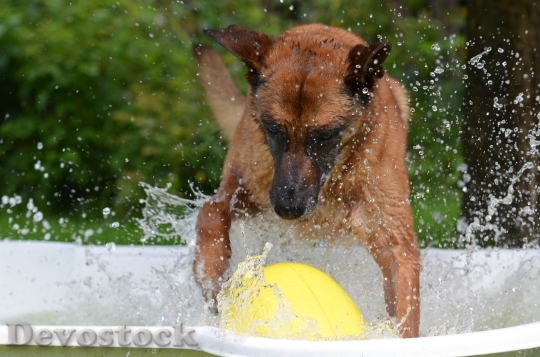 Devostock Dog Pool Dog Swimming