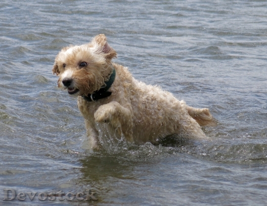 Devostock Dog Water Pet Canine
