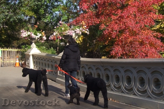 Devostock Dogs Ride Obedience Owner
