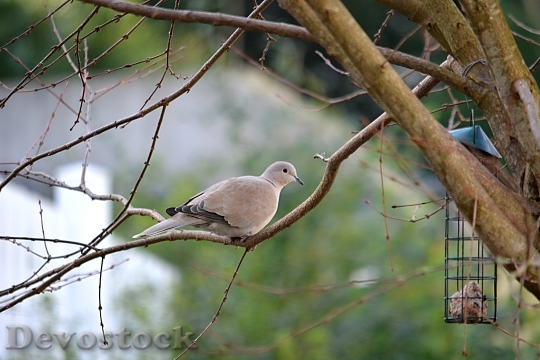 Devostock Dove Bird Cute Animals
