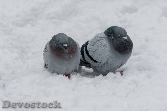 Devostock Dove Bird Winter Frozen