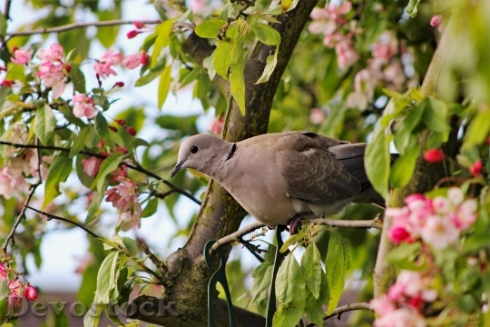Devostock Dove Tree Perch Nature