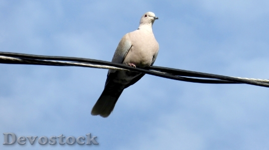 Devostock Dove White Wire Freedom