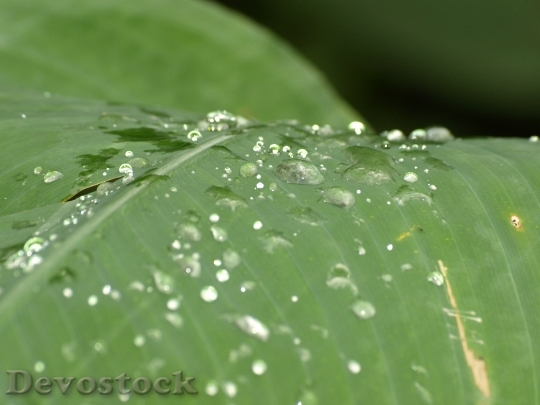 Devostock Drip Botany Drop Water