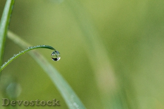 Devostock Drip Dew Dewdrop Drop 0