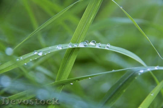 Devostock Drip Dew Dewdrop Grass
