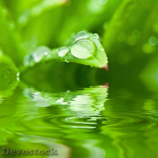 Devostock Drip Dew Dewdrop Water 0