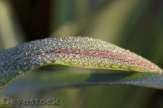 Devostock Drip Reed Leaf Drop