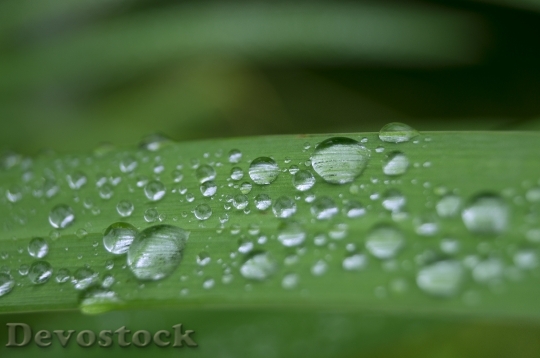 Devostock Drip Water Leaf Drop