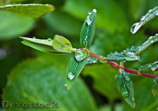Devostock Drop Drops Rain Leaves