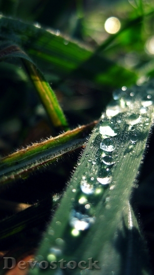 Devostock Drop Leaf Bubbles Water