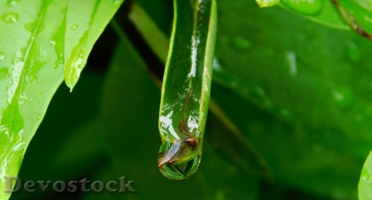 Devostock Drop Water After Rain