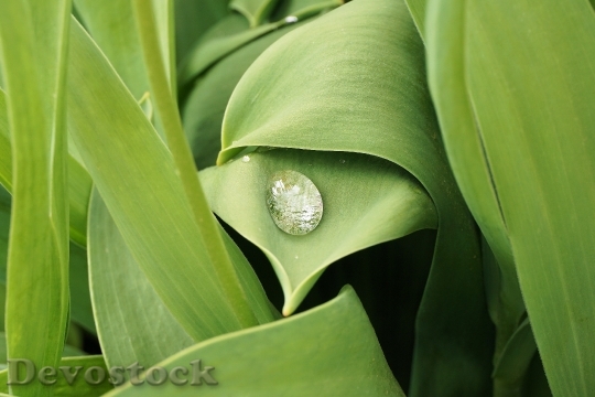 Devostock Drop Water Dew Leaf