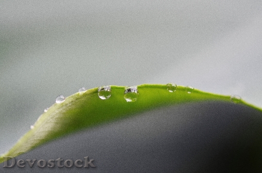 Devostock Drop Water Drip Green