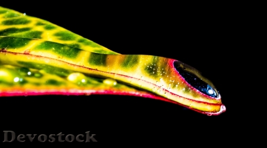 Devostock Drop Water Drip Leaf