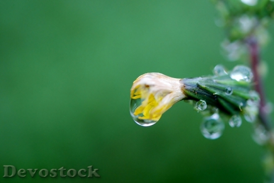 Devostock Drop Water Drops Plant
