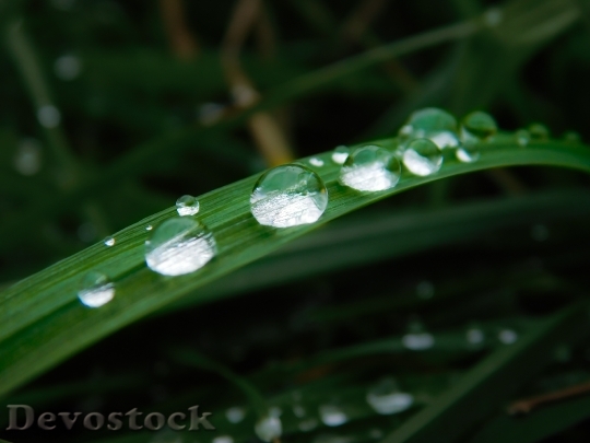 Devostock Drop Water Grass Blade