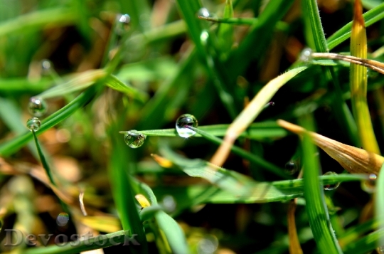 Devostock Drop Water Grass Macro