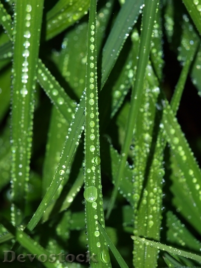 Devostock Drop Water Leaf Dew
