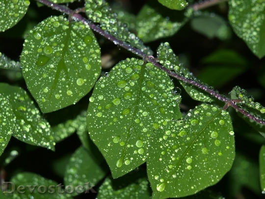 Devostock Drop Water Leaf Rain