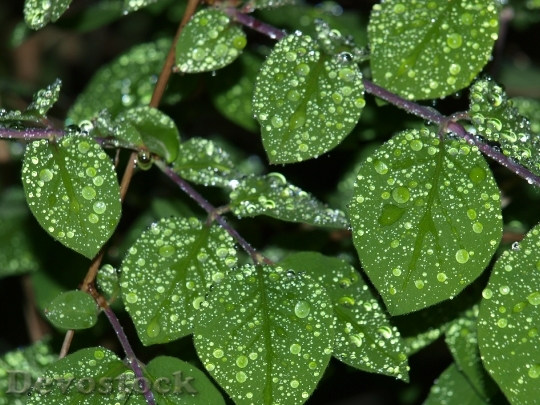 Devostock Drop Water Leaf Raindrop 0